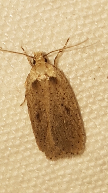 Agonopterix yeatiana  - Melchior Viallet