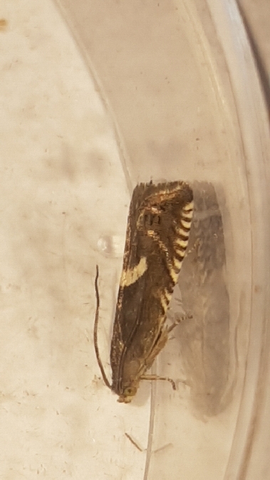 Grapholita lunulana  - Melchior Viallet