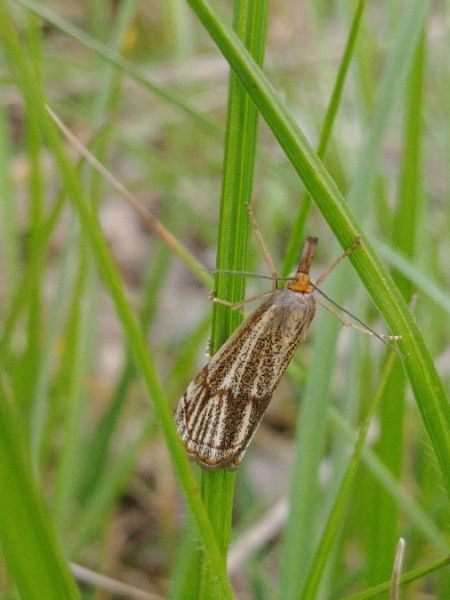 Crambus des champs 