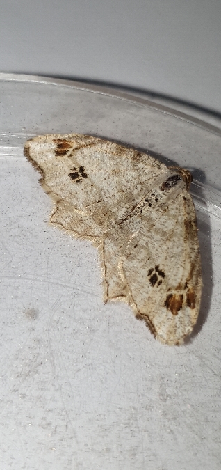 Macaria notata  - Melchior Viallet