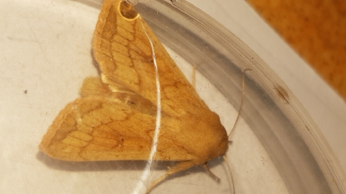 Mythimna vitellina  - Melchior Viallet