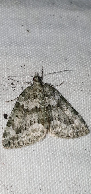 Chloroclysta miata  - Melchior Viallet