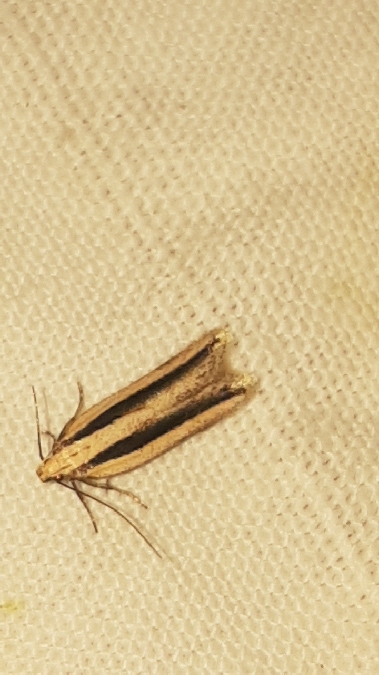 Mirificarma interrupta  - Melchior Viallet