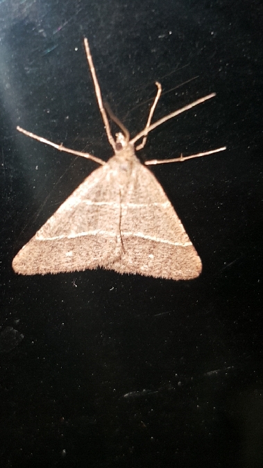 Petrophora narbonea  - Melchior Viallet