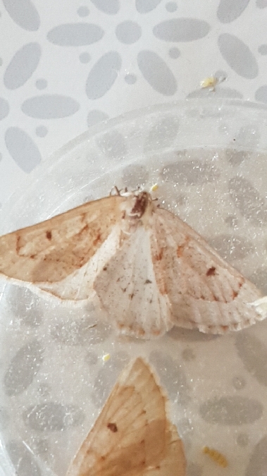 Dyscia penulataria  - Melchior Viallet
