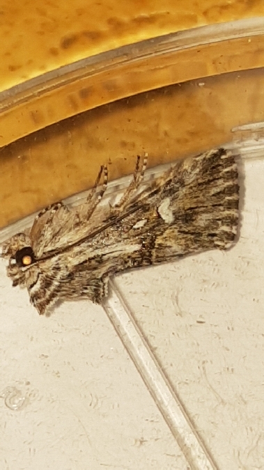 Calophasia lunula  - Melchior Viallet