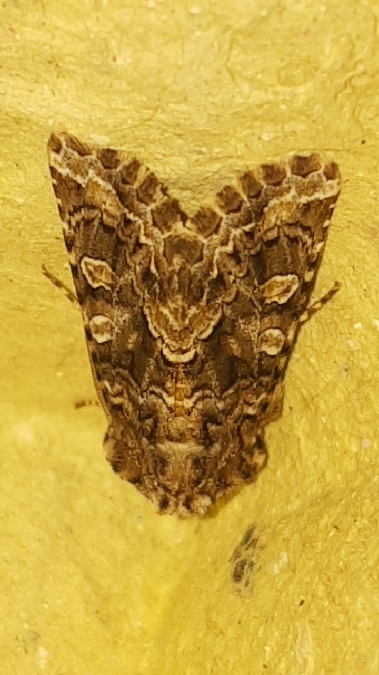 Hadena perplexa  - Melchior Viallet
