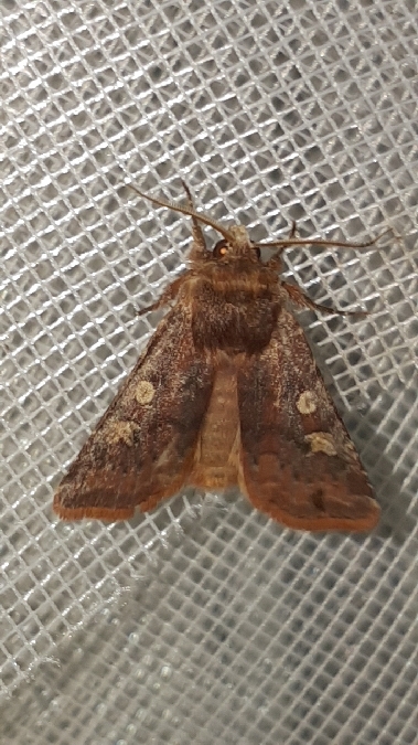 Cerastis leucographa  - Melchior Viallet