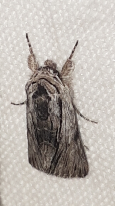 Calophasia almoravida  - Melchior Viallet