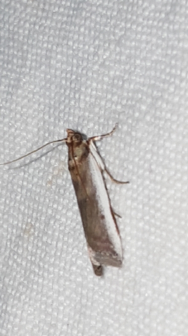 Denticera divisella  - Melchior Viallet