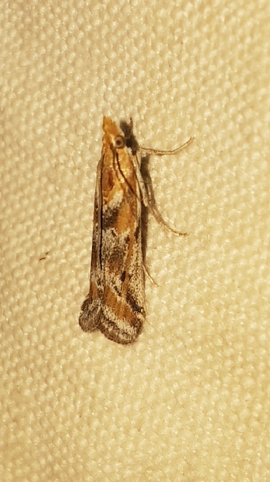 Ancylosis cinnamomella  - Melchior Viallet
