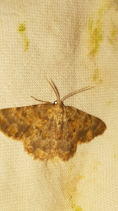 Charissa mucidaria  - Melchior Viallet