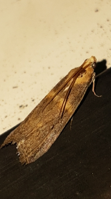 Oxybia transversella  - Melchior Viallet