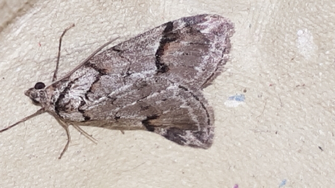 Chesias rufata  - Melchior Viallet