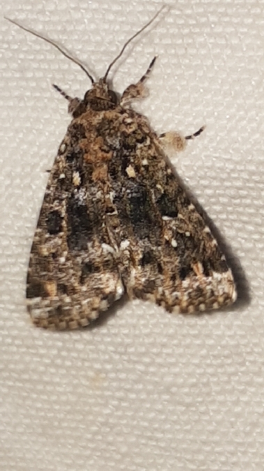 Callopistria latreillei  - Melchior Viallet
