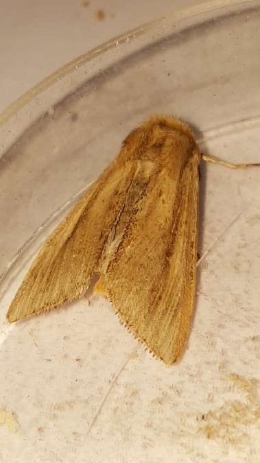 Leucania loreyi  - Melchior Viallet