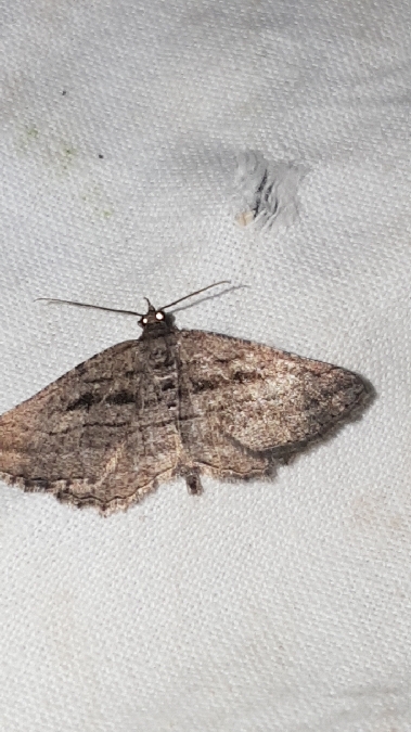 Rhoptria asperaria  - Melchior Viallet