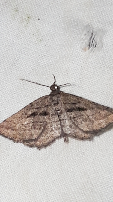 Rhoptria asperaria  - Melchior Viallet