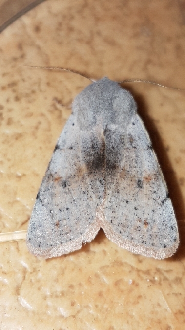 Perigrapha rorida  - Melchior Viallet