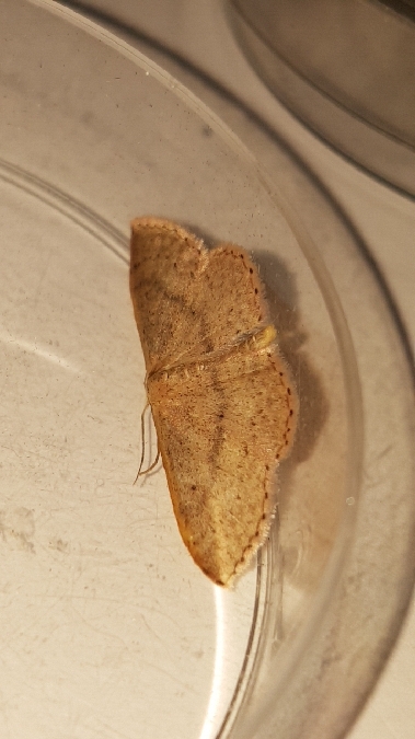 Idaea eugeniata  - Melchior Viallet