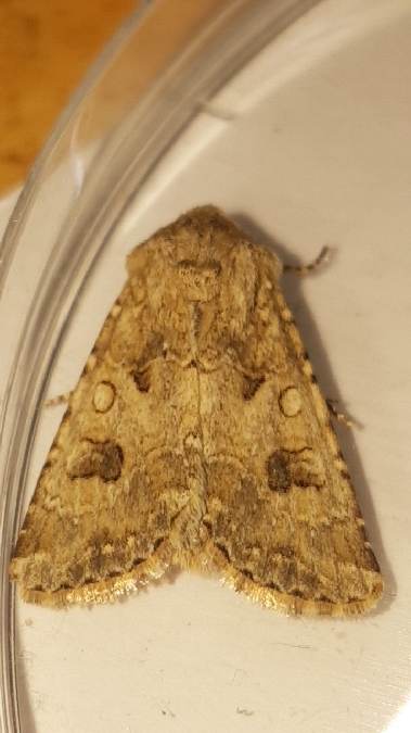 Hadula sodae  - Melchior Viallet