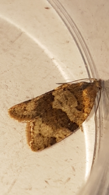Syndemis musculana  - Melchior Viallet
