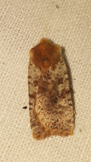 Conistra staudingeri  - Melchior Viallet