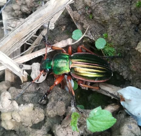 Carabe doré (ssp. auratus)  - Thomas Lux