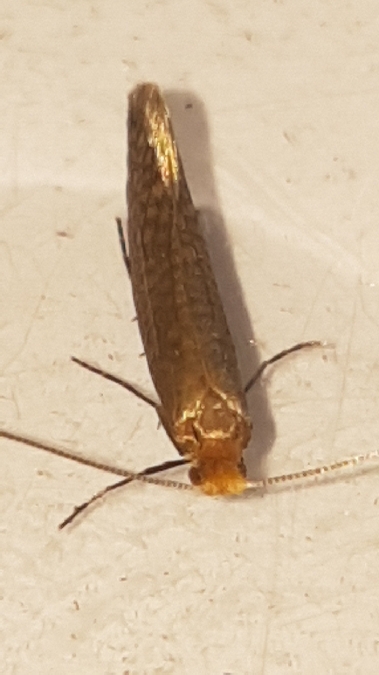 Nematopogon adansoniella  - Melchior Viallet