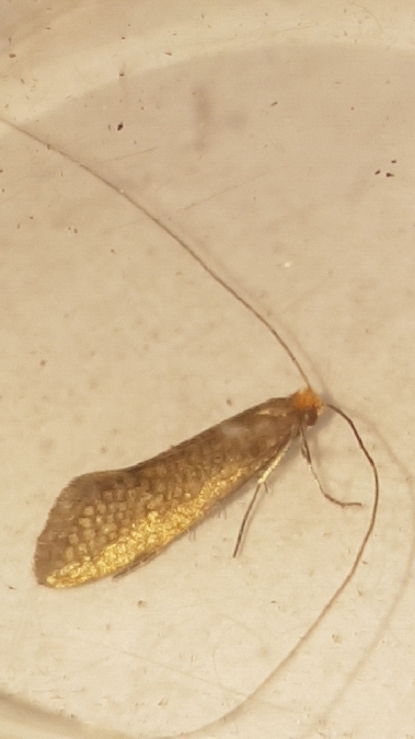 Nematopogon adansoniella  - Melchior Viallet