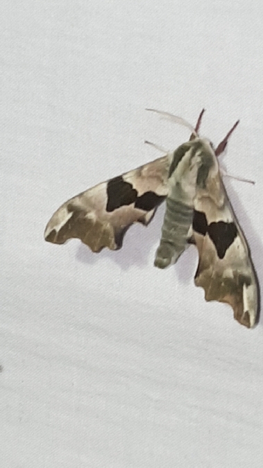 Sphinx du tilleul  - Melchior Viallet