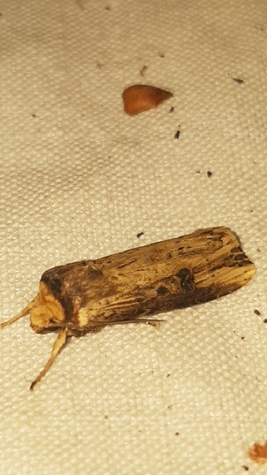 Noctuelle putride  - Melchior Viallet