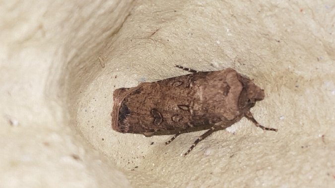 Noctuelle des moissons  - Melchior Viallet