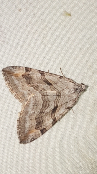 Aplocera efformata  - Melchior Viallet