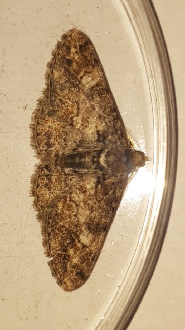 Cleora cinctaria  - Melchior Viallet