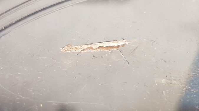 Plutella xylostella  - Melchior Viallet