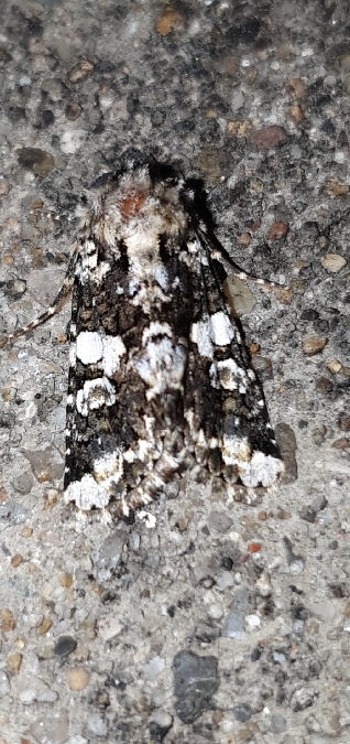 Hadena confusa  - Melchior Viallet