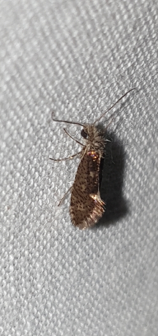 Dyseriocrania subpurpurella  - Melchior Viallet