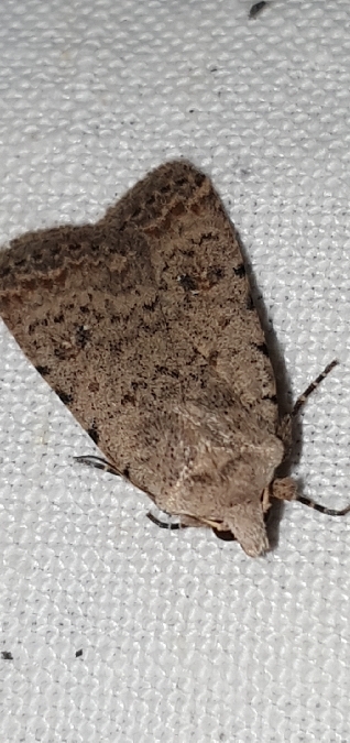 Caradrina clavipalpis  - Melchior Viallet