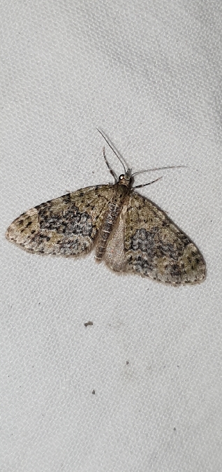 Acasis viretata  - Melchior Viallet