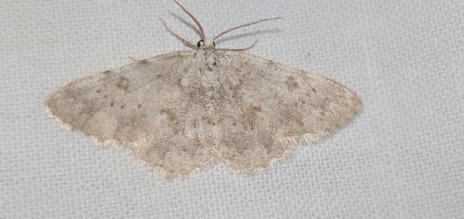 Charissa mucidaria  - Melchior Viallet