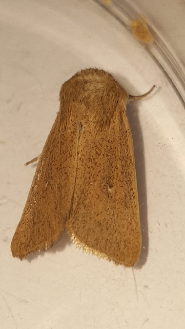 Mythimna sicula  - Melchior Viallet