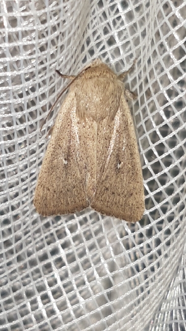 Mythimna sicula  - Melchior Viallet