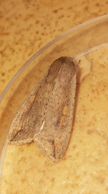 Mythimna unipuncta  - Melchior Viallet