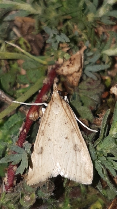 Udea numeralis  - Melchior Viallet