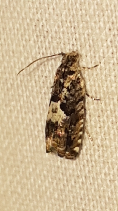 Pammene argyrana  - Melchior Viallet