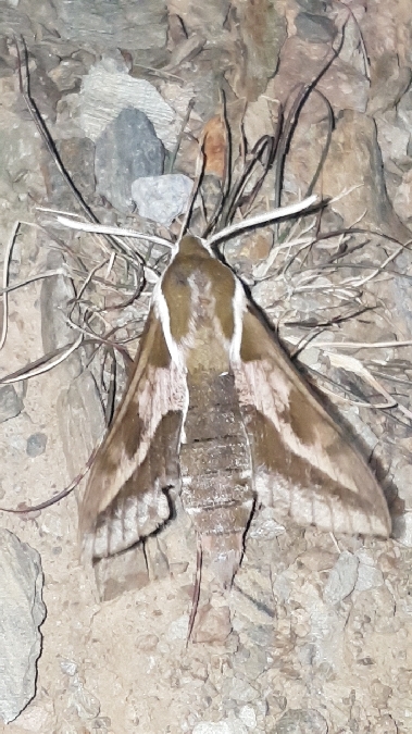 Sphinx de l'Euphorbe  - Melchior Viallet