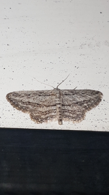 Idaea calunetaria  - Melchior Viallet