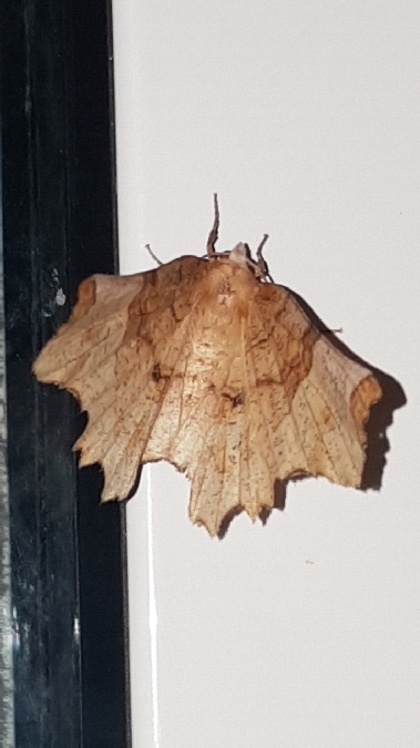 Selenia lunularia  - Melchior Viallet