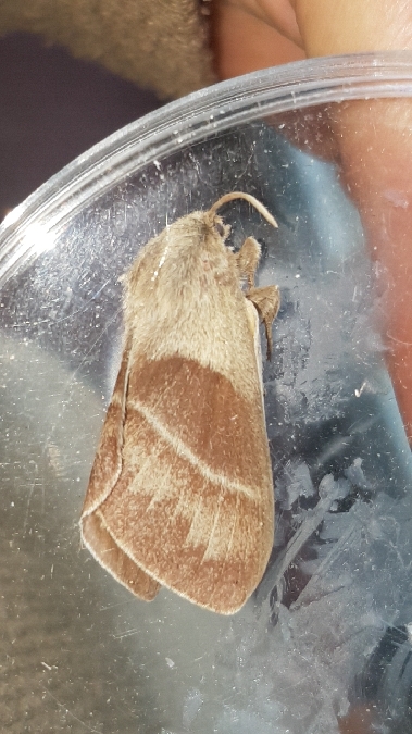 Bombyx de la Ronce  - Melchior Viallet